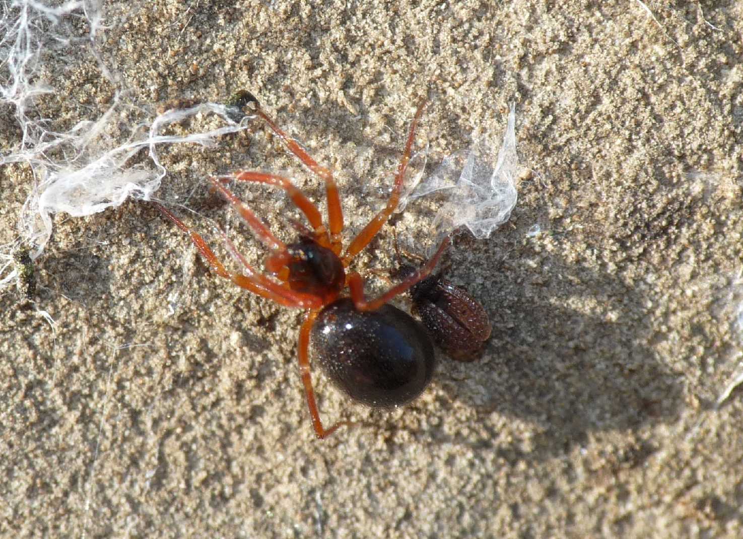 Coppia di Linyphiidae